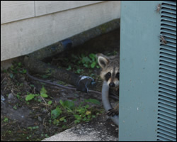 Raccoon removal and control Ashburn VA