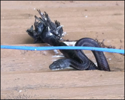 Snake control in Ashburn VA