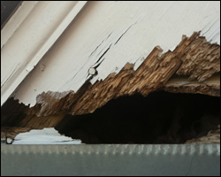 Squirrel damage in Ashburn VA