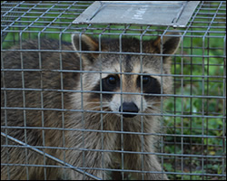 Ashburn wildlife trapping