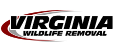 Ashburn Wildlife Removal